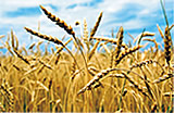 Photo of a field of wheat.